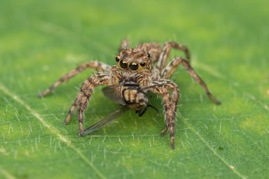 Sabah, Borneo güzel atlama örümcek yeşil yaprakları