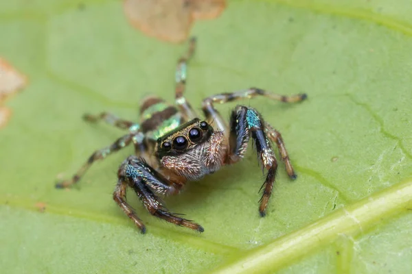 Mooie Jumping Spider Groene Bladeren Van Sabah Borneo — Stockfoto