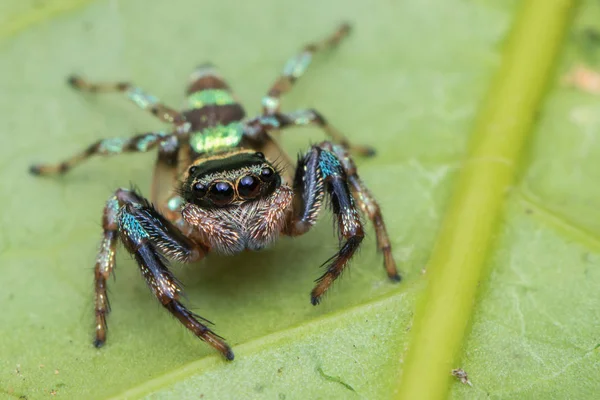 Mooie Jumping Spider Groene Bladeren Van Sabah Borneo — Stockfoto