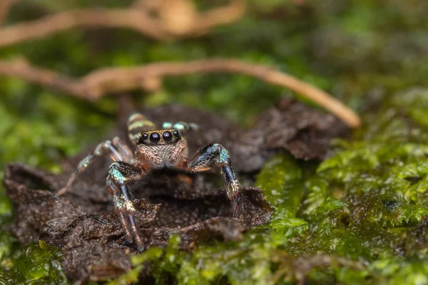 Piękny Jumping Pająk Zielonej Liście Sabah Borneo — Zdjęcie stockowe