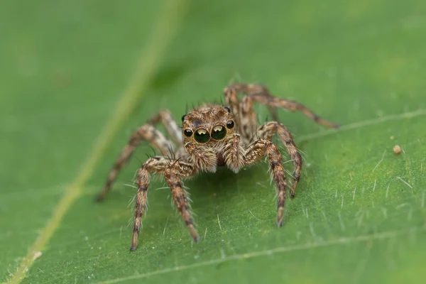 Schöne Springende Spinne Auf Grünen Blättern Von Sabah Borneo — Stockfoto