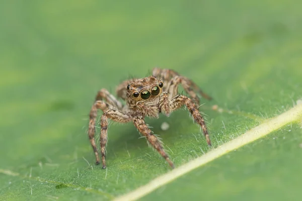 Schöne Springende Spinne Auf Grünen Blättern Von Sabah Borneo — Stockfoto