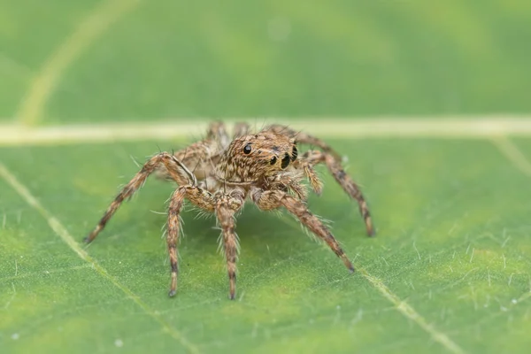 Belle Araignée Sauteuse Sur Les Feuilles Vertes Sabah Bornéo — Photo