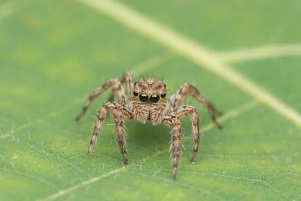 Hermosa Araña Saltando Sobre Hojas Verdes Sabah Borneo — Foto de Stock