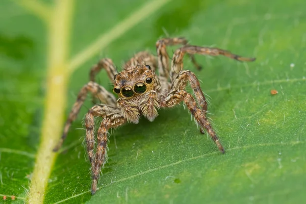 Belle Araignée Sauteuse Sur Les Feuilles Vertes Sabah Bornéo — Photo