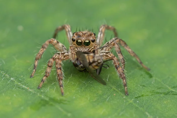 Piękny Jumping Pająk Zielonej Liście Sabah Borneo — Zdjęcie stockowe