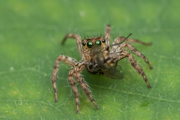 Schöne Springende Spinne Auf Grünen Blättern Von Sabah Borneo — Stockfoto