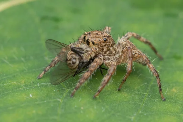 Mooie Jumping Spider Groene Bladeren Van Sabah Borneo — Stockfoto