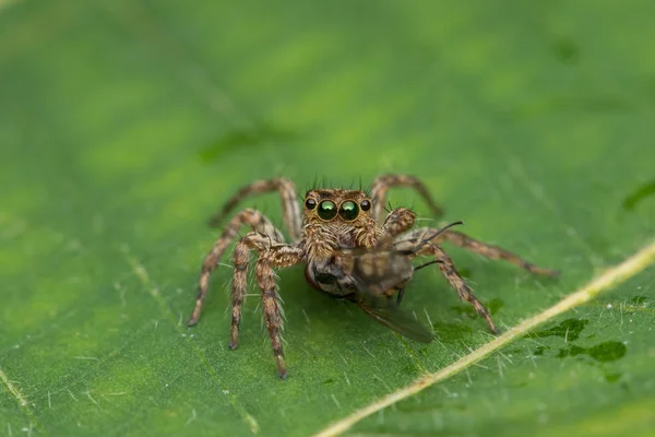 Красиві Стрибки Павук Зелене Листя Сабах Борнео — стокове фото