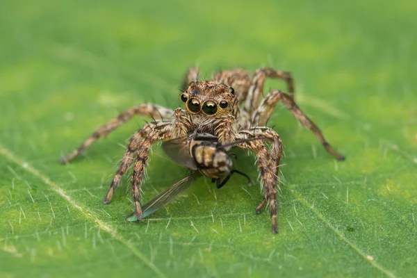 婆罗洲沙巴绿叶上的美丽跳跃蜘蛛 — 图库照片