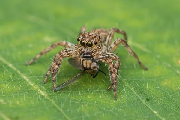 Belle Araignée Sauteuse Sur Les Feuilles Vertes Sabah Bornéo — Photo