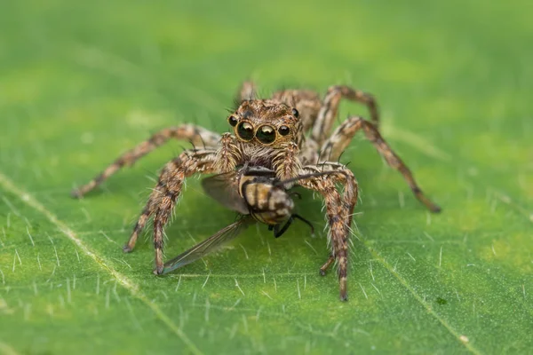 Beautiful Jumping Spider Green Leaves Sabah Borneo — Stock Photo, Image