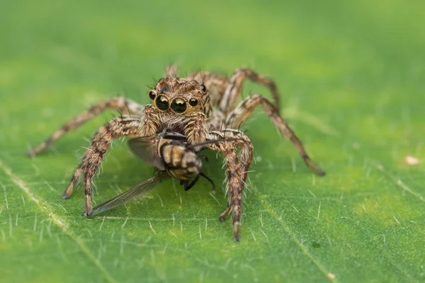 Hermosa Araña Saltando Sobre Hojas Verdes Sabah Borneo —  Fotos de Stock