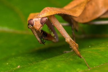 Yeşil yapraklı ölü peygamber devesi Deroplatys truncata (seçici odak))
