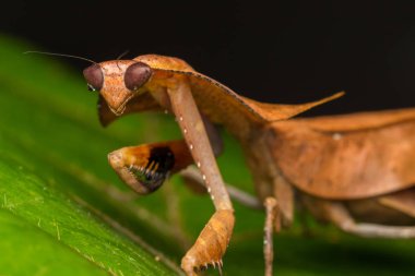 Yeşil yapraklı ölü peygamber devesi Deroplatys truncata (seçici odak))