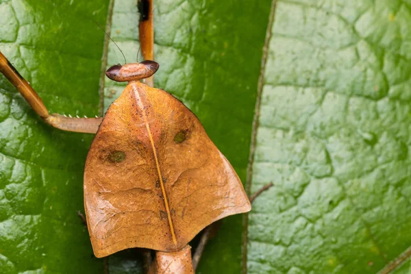 Belo Close Vida Selvagem Mantis Folha Morta Folhas Verdes Deroplatys — Fotografia de Stock