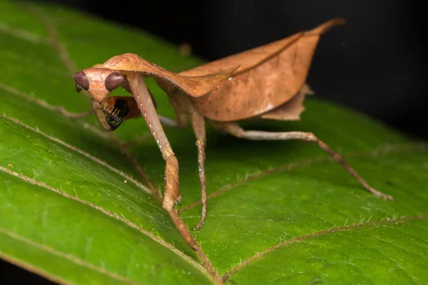 Hermoso Primer Plano Vida Silvestre Mantis Hojas Muertas Hojas Verdes —  Fotos de Stock