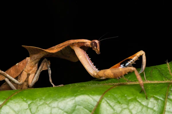 Hermoso Primer Plano Vida Silvestre Mantis Hojas Muertas Hojas Verdes —  Fotos de Stock