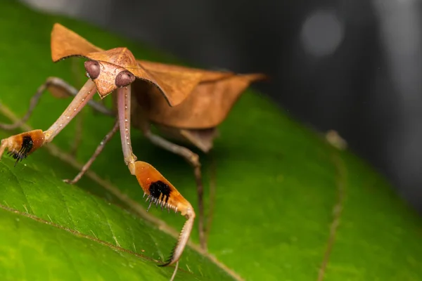 Hermoso Primer Plano Vida Silvestre Mantis Hojas Muertas Hojas Verdes —  Fotos de Stock