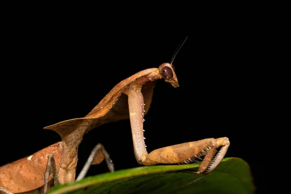 Dead Leaf Mantis Green Leaves Deroplatys Truncata 선택적 — 스톡 사진