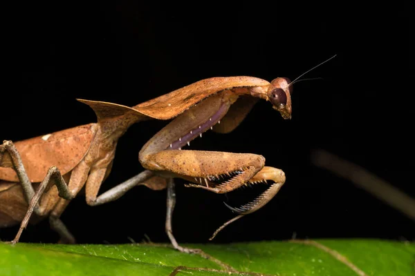 Hermoso Primer Plano Vida Silvestre Mantis Hojas Muertas Hojas Verdes —  Fotos de Stock