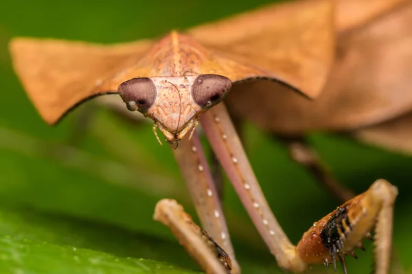 Vacker Närbild Vilda Djur Döda Blad Mantis Gröna Blad Deroplatys — Stockfoto