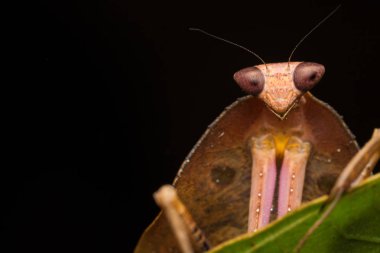 Yeşil yapraklı ölü peygamber devesi Deroplatys truncata (seçici odak))