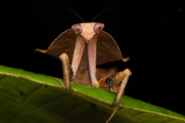 Yeşil yapraklı ölü peygamber devesi Deroplatys truncata (seçici odak))