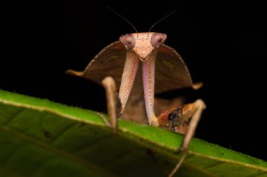 Yeşil yapraklı ölü peygamber devesi Deroplatys truncata (seçici odak))