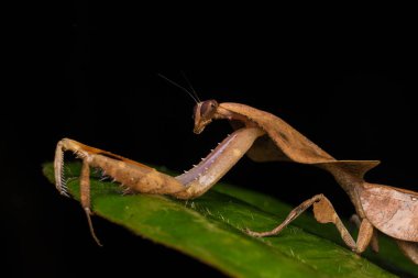 Yeşil yapraklı ölü peygamber devesi Deroplatys truncata (seçici odak))