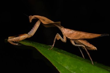 Yeşil yapraklı ölü peygamber devesi Deroplatys truncata (seçici odak))