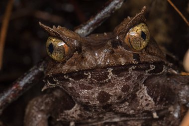 Borneo-Megophrys kobayashii 'den kocaman boynuzlu bir kurbağanın makro görüntüsü. 
