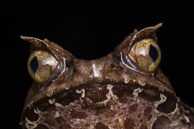 Borneo-Megophrys kobayashii 'den kocaman boynuzlu bir kurbağanın makro görüntüsü. 