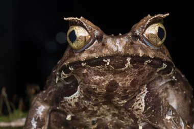 Borneo-Megophrys kobayashii 'den kocaman boynuzlu bir kurbağanın makro görüntüsü. 