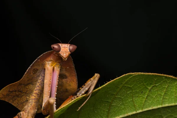 Hermoso Primer Plano Vida Silvestre Mantis Hojas Muertas Hojas Verdes —  Fotos de Stock