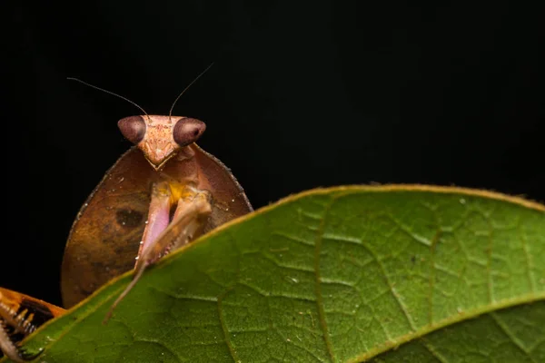 野生动植物在绿叶上的死亡之叶螳螂的美丽特写 Deroplatys Truncata 选择性焦点 — 图库照片