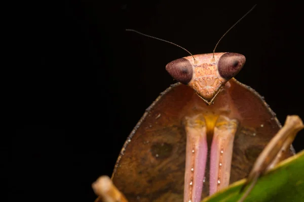 野生动植物在绿叶上的死亡之叶螳螂的美丽特写 Deroplatys Truncata 选择性焦点 — 图库照片