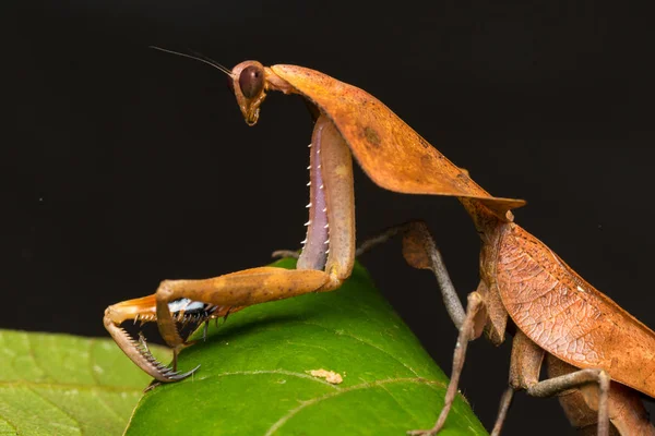 Hermoso Primer Plano Vida Silvestre Mantis Hojas Muertas Hojas Verdes —  Fotos de Stock