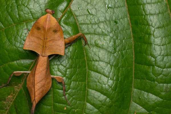 野生生物の美しいクローズアップ緑の葉に死んだ葉のカマキリ Deroplays Ctruntata 選択的な焦点 — ストック写真