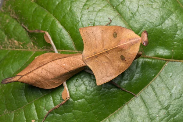 Dead Leaf Mantis Green Leaves Deroplatys Truncata 선택적 — 스톡 사진