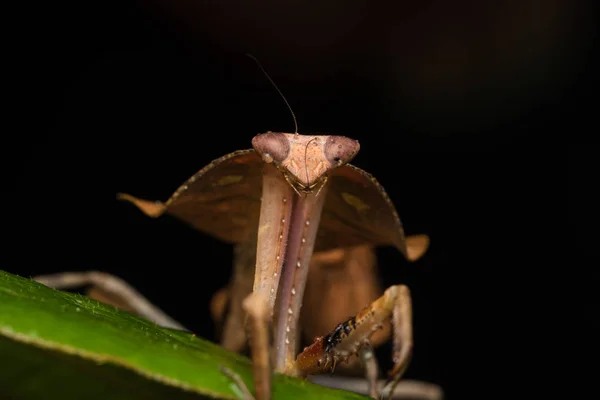 Schöne Nahaufnahme Von Wildtieren Totblättrige Gottesanbeterin Auf Grünen Blättern Deroplatys — Stockfoto