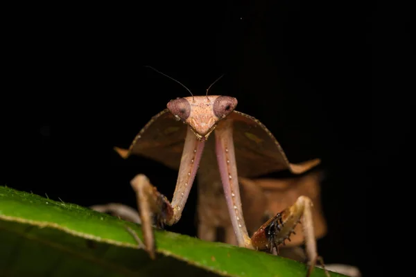Hermoso Primer Plano Vida Silvestre Mantis Hojas Muertas Hojas Verdes — Foto de Stock
