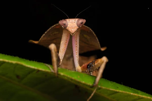 野生动植物在绿叶上的死亡之叶螳螂的美丽特写 Deroplatys Truncata 选择性焦点 — 图库照片