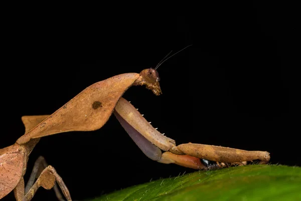 野生动植物在绿叶上的死亡之叶螳螂的美丽特写 Deroplatys Truncata 选择性焦点 — 图库照片