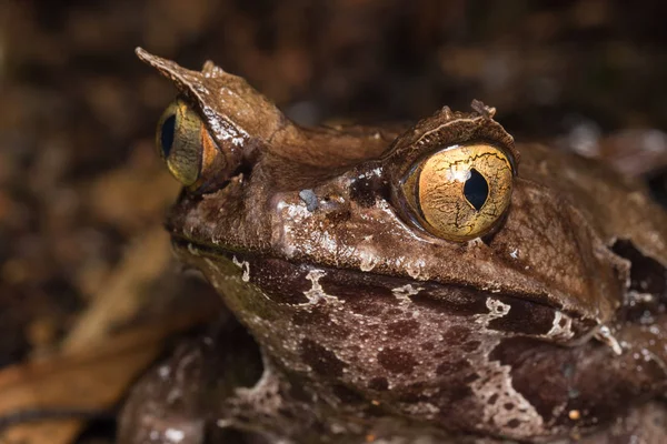 Imagen Macro Una Enorme Rana Con Cuernos Borneo Megophrys Kobayashii —  Fotos de Stock