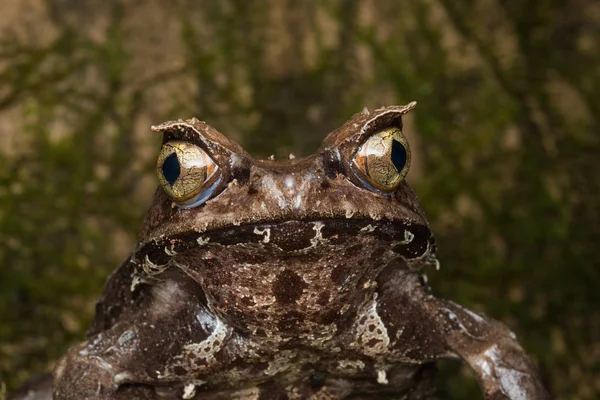 Macro Beeld Van Een Enorme Gehoornde Kikker Uit Borneo Megophrys — Stockfoto