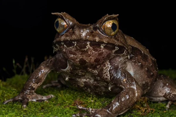 Borneo-Megophrys kobayashii 'den kocaman boynuzlu bir kurbağanın makro görüntüsü. 