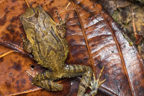 Borneo Megophrys Kobayashii Den Kocaman Boynuzlu Bir Kurbağanın Makro Görüntüsü — Stok fotoğraf