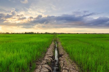 Kota Belud, Sabah'ta güzel gün batımı sırasında Pirinç paddies güzel manzara görünümü