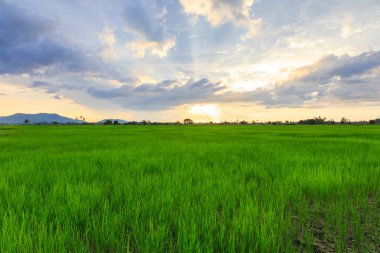 Kota Belud, Sabah'ta güzel gün batımı sırasında Pirinç paddies güzel manzara görünümü
